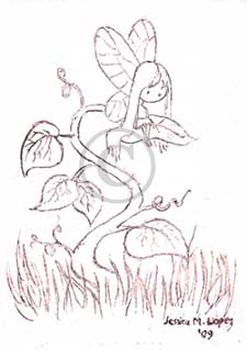ivy