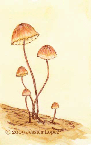 Pinwheel Mushrooms