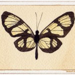 Thyridia Psidii