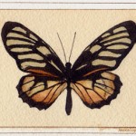 Ituna Lamirus