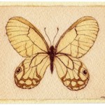 Cithaerias Merolina