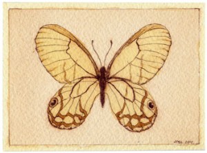 Cithaerias Merolina