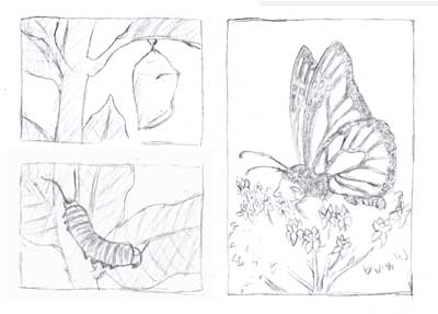 butterfly1