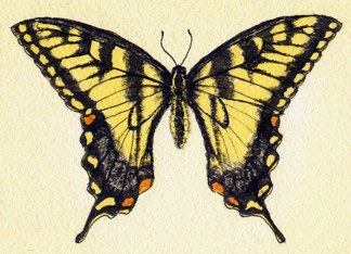 Tiger Swallowtail | Jessica Lopez