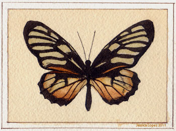 Milkweed Butterfly