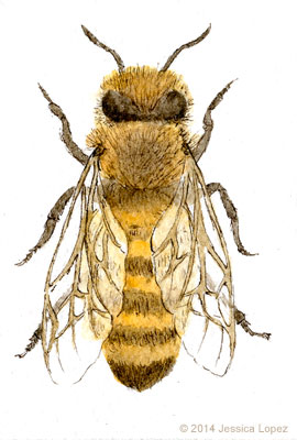Honey Bee Worker | Jessica Lopez
